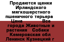 Продаются щенки Ирландского мягкошерстного пшеничного терьера › Цена ­ 30 000 - Все города Животные и растения » Собаки   . Кемеровская обл.,Ленинск-Кузнецкий г.